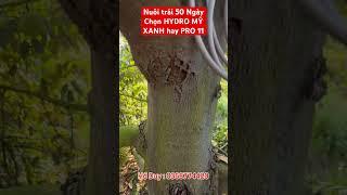 Nuôi TRÁI 50 Ngày chọn HYDRO MỸ Xanh hay PRO 11 #hydro_mỹ #nuoitraisaurieng #saurieng #durian