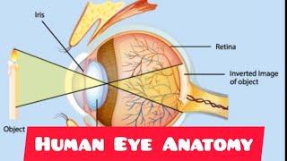 Human Eye Anatomy,,,, ️ in details,,, Part -1