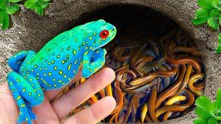 Great Catch Ornamental Frogs In Colorful Eggs After The Rain, Koi, Ranchu Fish, Pingpong Pearl Fish
