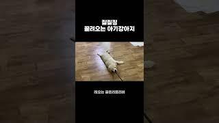 지금은 내가 끌려다님.. #shorts