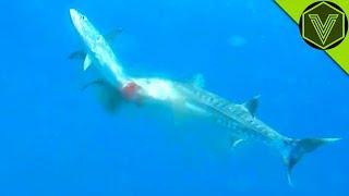 BARRACUDA — the sea butcher that can kill a human! Barracuda vs human, pelican and lionfish!