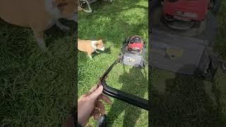 Peach  & Piggy  don't like the lawnmower #usa #texas #dog #balkan #lawncare #lawncare