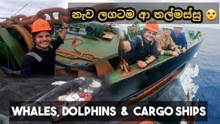 නැව ලගටම ආ තල්මස්සු  | whales dolphins & cargo ships #thesailor #shiplife