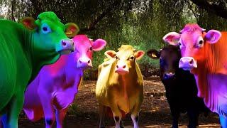 Farm Animals Cow Cows Colors Fun │ FUNNY COW DANCE │ Funny Cow Song │ Hilarious Cow Videos for Funny