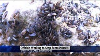 Officials Fight Zebra Mussel Infestation On Christmas Lake