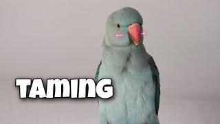 Taming My Ringneck Parrot | First 2 Months Together