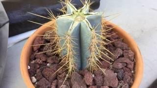 Folllow-up 3 days after cutting my damaged PILOSOCEREUS MAGNIFICUS