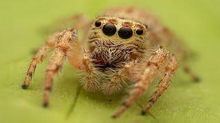 #LUCAS the #Spider in Real Life[ Opisthoncus sexmaculatus ]