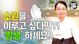 소원성취 하고 싶다면 방생을 하면 된다?! 방생기도는 종교가 없어도 누구나 할 수 있습니다