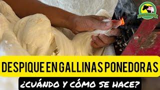 DESPIQUE EN GALLINAS PONEDORAS ¿Cuándo Y Cómo Se Hace?