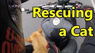 How to Rescue a Cat on a Motorcycle