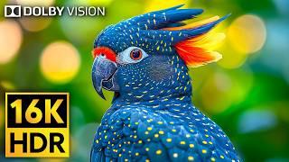 Incredible Wildlife in Stunning 16K HDR 120fps Dolby Vision