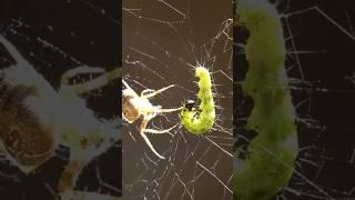 ️ The Cross Spider at Work ️