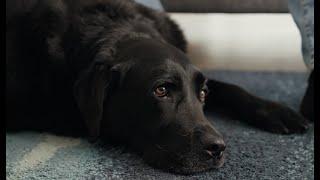 Die Heilung von Labrador Rüde Balou in der Akademie für Hundegesundheit - ein Erfahrungsbericht