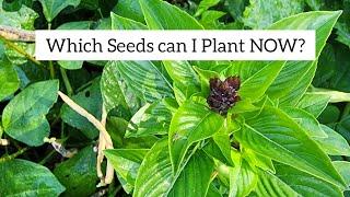 Live Chat: Which Seeds can I Plant Now?