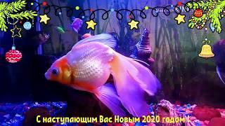 Аквариум Новогодний.Золотая рыбка исполнит ваши желания!