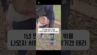 1년 만에 보호소 밖을 나오자 서럽게 우는 유기견 테리
