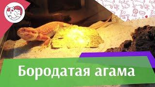 Бородатая  агама  Содержание вода и  обогрев на iLikePet