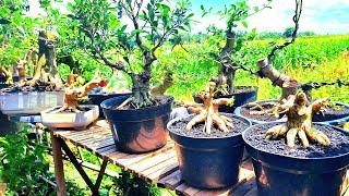 REVIEW TEPI SAWAH HARGA UNTAP BERBAGAI BAHAN BONSAI