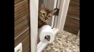  Why do we love cats?!  Videos of funny kittens and cats for a good mood! 