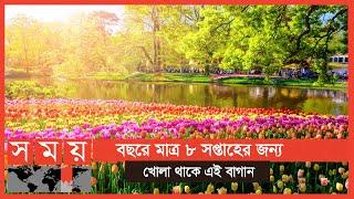 বিশ্বের অন্যতম বড় ফুলের বাগান, গার্ডেন অব ইউরোপ! | Keukenhof | The Garden of Europe | Somoy TV