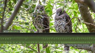 Powerful Owl Calls & Sounds