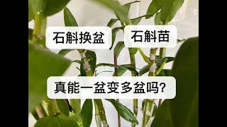 【20357】石斛带芽换盆，能越养越多一盆能变多盆吗？花谢之后，茎要剪吗？498期剪枝繁殖后续  //静姐说花535