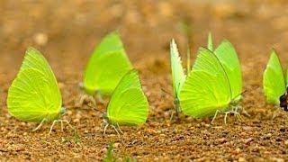 GIANT BUTTERFLIES