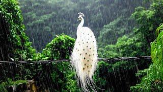 Peaceful piano with birds and rain ️ Calming music for tranquility and relaxation️