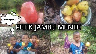 Waah serunyaa.!!! Lagi Petik Jambu Mente Alias Jambu Monyet Dikebun Mitere Desa Bahari.