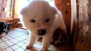 Akita Puppies’ Slobbery Kiss | Nippon.com: Japan in Video