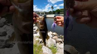 Nice bass on the Vibe Tail #urbanfloridafishing #bassfishing #fishingvideos #vibetail