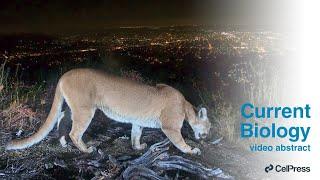 Mountain lion behavior in a fire-prone megacity / Curr. Biol., Oct. 20, 2022 (Vol. 32, Issue 21)