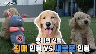 (5개월) 애착인형 vs 새로운인형!  과연 대형견 골든리트리버 강아지 선택은?