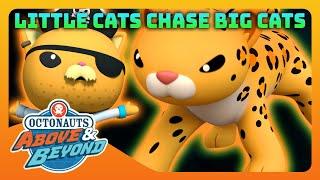 Octonauts: Above & Beyond -  Searching for Giant Cats  | Compilation | @Octonauts​