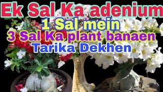 1.Sal Ka adenium .1.Sal mein .3.Sal Ka plant banaen Tarika Dekhen Kaise