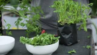 How to harvest herbs