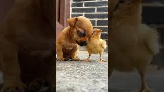 Best Friends forever - Puppy, Parrot and Chick