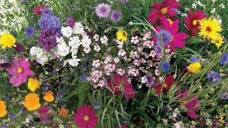 How To Grow Beekeeper's Flower Mix