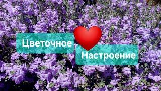 Цветочное настроение! Делюсь позитивом!