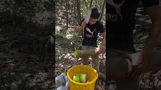 Two big and one small bamboo shoots #farming