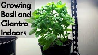 GROWING BASIL AND CILANTRO INDOORS UNDER GROW LIGHTS