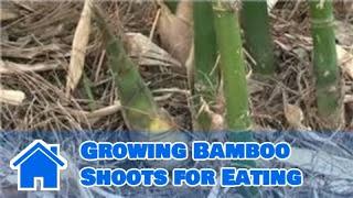 Bamboo Growing 101 : Growing Bamboo Shoots for Eating