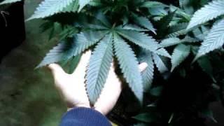 http://budbook.org/HighBreed  - Vegging ladies