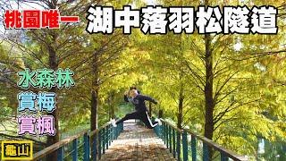 正值最美時期！桃園唯一「湖中落羽松隧道」，漫步水森林盡情放鬆！園區內還可賞梅花及楓葉！ | 長庚養生文化村 |桃園景點、龜山景點、桃園賞落羽松景點