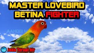 Master LOVEBIRD Jeda Terapi Air Ampuh