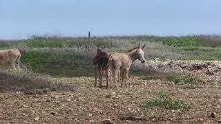 1000000485 hn04537 001 mp   Esel in Steppe Footage 1 esel, steppe, weide, grass, steine