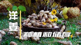 洋姜/菊芋/鬼子姜：种植和储存   How To Plant And Store Your Jerusalem Artichokes / Sunchokes