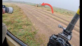 My camera broke during the best wildlife encounter: Serengeti vlog