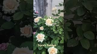 Rose id- Peach Avalanche 